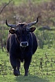 Heckrind - (Bulle) - (Auerochse - Rueckzuechtung), Bos taurus primigenius, Heck Cattle - (Bull) - (Aurochs - breed back)