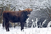 Heckrind - (Kuh) - (Auerochse - Rueckzuechtung), Bos taurus primigenius, Heck Cattle - (Cow) - (Aurochs - breed back)