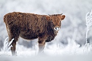 Heckrind - (Kalb) - (Auerochse - Rueckzuechtung), Bos taurus primigenius, Heck Cattle - (Calf) - (Aurochs - breed back)
