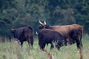 Heckrind - (Kuh & Kalb) - (Auerochse - Rueckzuechtung), Bos primigenius, Heck Cattle - (Cow & calf) - (Aurochs - breed back)