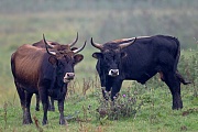 Heckrind - (Bulle & Kuehe) - (Auerochse - Rueckzuechtung), Bos primigenius, Heck Cattle - (Bull & cow) - (Aurochs - breed back)