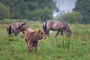 Heckrind - (Kalb) & Konik - (Hengste), Bos primigenius & Equus gerus gmelini, Heck Cattle - (calf) & Heck Horse - (stallion)