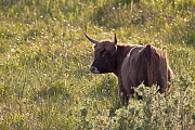 Heckrind - (Kuh) - (Auerochse - Rueckzuechtung), Bos primigenius, Heck Cattle - (Cow) - (Aurochs - breed back)