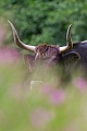 Heckrindkuh steht entspannt zwischen Weidenroeschen - (Auerochse - Rueckzuechtung), Bos primigenius, Heck Cattle cow stand relaxed between Fireweed - (Aurochs - breed back)
