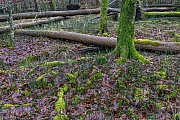 A natural mixed deciduous forest in Northern Germany, disturbing is the massed dieback of old rowan trees, pleasing is the area-wide occurrence of Rough Horsetail