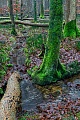 Ein naturbelassener Laubmischwald in Norddeutschland, beunruhigend ist das gehaeufte Absterben alter Ebereschen, erfreulich ist das flaechendeckende Vorkommen vom Winter-Schachtelhalm