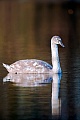 Hoeckerschwan, seine Ursprungsheimat ist Europa und Asien  -  (Foto Hoeckerschwan immaturer Jungvogel), Cygnus olor, Mute Swan is native to Europe and Asia  -  (Photo Mute Swan juvenile)