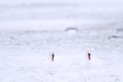 Hoeckerschwan, die Bindung eines Paares haelt in der Regel bis zum Tod eines Partners  -  (Foto Hoeckerschwaene im Schneesturm), Cygnus olor, Mute Swan pair for life  -  (Photo Mute Swans in a blizzard)