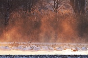 Hoeckerschwaene nutzen haeufig das gleiche Nest ueber mehrere Jahre  -  (Foto Hoeckerschwaene und Stockenten bei -20Â°C in der Oberlausitz), Cygnus olor, Mute Swan often use the same nest each year  -  (Photo Mute Swans and Mallards at -20Â°C in Upper Lusatia)