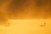 Hoeckerschwan, am Nestbau beteiligen sich beide Altvoegel   -  (Foto Hoeckerschwanpaar im ersten Morgenlicht auf einem Teich), Cygnus olor, Mute Swan, the males are larger than females  -  (Photo Mute Swan pair in early sunlight on a forest pond)