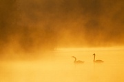 Hoeckerschwaene sind Bodenbrueter  -  (Foto Hoeckerschwanpaar im ersten Morgenlicht auf einem Teich), Cygnus olor, Mute Swan breeds on the ground  -  (Photo Mute Swan pair in early morning light on a pond in a forest)