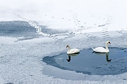 Hoeckerschwaene durchleben jaehrlich eine Komplettmauser, in der das Gefieder erneuert wird  -  (Foto Hoeckerschwaene im Winter), Cygnus olor, Mute Swan, every year, the adults undergoes a complete moult  -  (Photo Mute Swans in winter)