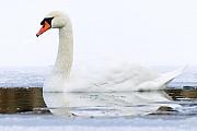 Hoeckerschwaene erreichen nach 3 - 4 Jahren die Geschlechtsreife  -  (Foto Hoeckerschwan im Winter), Cygnus olor, Mute Swan takes 3 to 4 years to reach maturity  -  (Photo Mute Swan in winter)