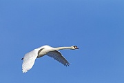 Hoeckerschwaene erreichen eine Fluegelspannweite von 200 - 240 cm  -  (Foto Hoeckerschwan Maennchen im Flug), Cygnus olor, Mute Swan has a wingspan from 200 to 240 cm  -  (Photo Mute Swan cob in flight)
