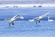 Zwei Hoeckerschwaene landen auf einem Fluss, im Hintergrund suchen zwei Zwergschwaene nach Nahrung, Cygnus olor  -  Cygnus columbianus, Two Mute Swans land on a river, in the background two Bewicks Swans looking for food