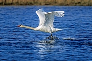 Hoeckerschwan, seine Ursprungsheimat ist Europa und Asien  -  (Foto Hoeckerschwan startet zum Abflug auf einem See), Cygnus olor, Mute Swan, is native to Europe and Asia  -  (Photo Mute Swan take-off)