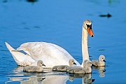 Hoeckerschwan, in der Regel legt das Weibchen 4 Eier  -  (Foto Hoeckerschwanfamilie), Cygnus olor, Mute Swan, the female usually lays 4 eggs  -  (Photo Mute Swan family)