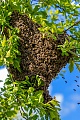 Westliche Honigbiene, die durchschnittliche Population eines gesunden Bienenstocks kann im Hochsommer zwischen 40.000 und 80.000 Bienen betragen  -  (Foto Ein Teil des Bienenvolks hat die alte Kolonie mit der alten Koenigin verlassen), Apis mellifera, Western Honey Bee, the average population of a healthy hive in midsummer may be as high as 40.000 to 80.000 bees  -  (Photo A part of the Western Honey bee colony has left the old colony with the old queen and has formed a cluster)