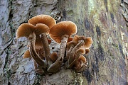A small group of Honey Fungus on the trunk of a dead pine, such locations are an ideal opportunity to photograph fungi from below  -  (Photo Honey Fungus in late autumn on the trunk of a dead pine tree)