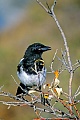 Black-billed Magpie, the female lays 6 to 7 eggs  -  (American Magpie - Photo Black-billed Magpie juvenile bird in Alaska)