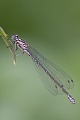Hufeisen-Azurjungfer fliegt sehr selten ueber offenes Wasser  -  (Foto Weibchen mit Milbenbefall), Coenagrion puella, Azure Damselfly, they rarely fly out over large stretches of water  -  (Photo female with mite infestation)