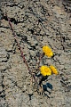 Der Huflattich ist in grossen Teilen Europas eine weitverbreitete Pflanze  -  (Eselslattich - Foto Huflattich in einer Kiesgrube), Tussilago farfara, The Coltsfoot is widespread across Europe  -  (Asss Foot - Photo Coltsfoot in a gravel pit)