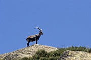 Iberiensteinbock steht auf einem Felsvorsprung - (Gredos-Steinbock - Iberischer Steinbock), Capra pyrenaica - Capra pyrenaica (victoriae), Iberian Ibex buck standing on a rock shelter - (Spanish Ibex - Iberian Wild Goat - Gredos Ibex)