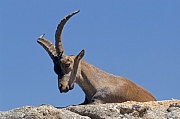 Iberiensteinbock ruht auf einem Felsvorsprung - (Gredos-Steinbock - Iberischer Steinbock), Capra pyrenaica - Capra pyrenaica (victoriae), Iberian Ibex buck resting on a rock shelter - (Spanish Ibex - Iberian Wild Goat - Gredos Ibex)