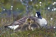 Kanadagans, die Brutdauer betraegt 24 - 28 Tage  -  (Foto Kanadagans ruhender Altvogel und Jungvoegel), Branta canadensis, Canada Goose, the incubation period lasts for 24 -28 days after laying  -  (Photo Canada Goose resting adult bird with goslings)