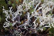 Die Kapuzenflechte steht in Deutschland unter Naturschutz, Flavocetraria cucullata  -  (Cetraria cucullata), The Curled Snow Lichen is a protected species in Germany