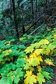 Blaetter der Igelkraftwurz im Herbst, Ptarmigan Lake  -  Kenai-Halbinsel, Devils Club leaves in fall