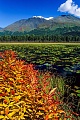 Weidenroeschen im Herbst am Ufer eines Bergsees, Kenai-Halbinsel  -  Alaska, Fireweeds in fall at lakeside near a mountain lake