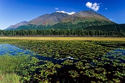 Gebirge und Bergsee mit Seerosen, Kenai-Halbinsel  -  Alaska, Mountain and mountain lake with water lilies