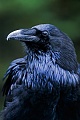 Kolkrabe, das Gelege wird nur vom Weibchen bebruetet  -  (Rabe - Foto Kolkrabe Portraet), Corvus corax, Common Raven, only the female incubate the eggs  -  (Northern Raven - Photo Common Raven portrait)