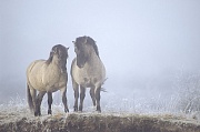 Konik - Hengste streiten sich um die Rangordnung - (Waldtarpan - Rueckzuechtung), Equus ferus caballus - Equus ferus ferus, Heck Horse stallions wrangle about the hierachy - (Tarpan - breeding back)