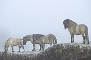 Konik - Hengst und Fohlen in einer Raureif-Nebellandschaft - (Waldtarpan - Rueckzuechtung), Equus ferus caballus - Equus ferus ferus, Heck Horse stallion and foals in a hoarfrost scenery - (Tarpan - breeding back)