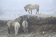 Konik - Hengst und Fohlen in einer Raureif-Nebellandschaft - (Waldtarpan - Rueckzuechtung), Equus ferus caballus - Equus ferus ferus, Heck Horse stallion and foals in a hoarfrost landscape - (Tarpan - breeding back)