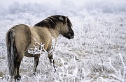 Konik - Hengst beobachtet aufmerksam Artgenossen in einer Raureiflandschaft - (Waldtarpan - Rueckzuechtung), Equus ferus caballus - Equus ferus ferus, Heck Horse stallion observes alert conspecifics in a hoar frost scenery - (Tarpan - breeding back)