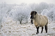 Konik - Hengst beobachtet aufmerksam Artgenossen in einer Raureiflandschaft - (Waldtarpan - Rueckzuechtung), Equus ferus caballus - Equus ferus ferus, Heck Horse stallion observes alert conspecifics in a hoar frost scenery - (Tarpan - breeding back)