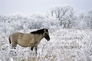 Konik - Stute steht entspannt in einer Raureiflandschaft - (Waldtarpan - Rueckzuechtung), Equus ferus caballus - Equus ferus ferus, Heck Horse mare stands relaxed in a hoar frost landscape - (Tarpan - breeding back)