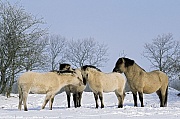 Konik - Hengst, Stuten und Fohlen geniessen die Wintersonne - (Waldtarpan - Rueckzuechtung), Equus ferus caballus - Equus ferus ferus, Heck Horse stallion, mares and foals enjoy the winter sun - (Tarpan - breeding back)