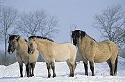 Konik - Hengst, Stute und Fohlen geniessen die Wintersonne - (Waldtarpan - Rueckzuechtung), Equus ferus caballus - Equus ferus ferus, Heck Horse stallion, mare and foal enjoy the winter sun - (Tarpan - breeding back)