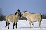 Konik - Fohlen bei der gegenseitigen Fellpflege - (Waldtarpan - Rueckzuechtung), Equus ferus caballus - Equus ferus ferus, Heck Horse foals pair grooming - (Tarpan - breeding back)