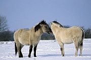 Konik - Fohlen bei der gegenseitigen Fellpflege - (Waldtarpan - Rueckzuechtung), Equus ferus caballus - Equus ferus ferus, Heck Horse foals pair grooming - (Tarpan - breeding back)