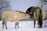 Konik - Fohlen sucht Kontakt zum Hengst - (Waldtarpan - Rueckzuechtung), Equus ferus caballus - Equus ferus ferus, Heck Horse social behaviour between stallion and foal - (Tarpan - breeding back)