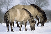 Konik - Hengst und Stute suchen im Schnee nach Nahrung - (Waldtarpan - Rueckzuechtung), Equus ferus caballus - Equus ferus ferus, Heck Horse stallion and mare search food in snow - (Tarpan - breeding back)