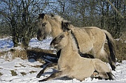 Konik - Fohlen sucht Kontakt zu einem anderen Fohlen - (Waldtarpan - Rueckzuechtung), Equus ferus caballus - Equus ferus ferus, Heck Horse foal contact another foal - (Tarpan - breeding back)
