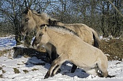 Konik - Fohlen sucht Kontakt zu einem anderen Fohlen - (Waldtarpan - Rueckzuechtung), Equus ferus caballus - Equus ferus ferus, Heck Horse foal contact another foal - (Tarpan - breeding back)