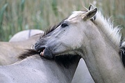 Konik - Hengste bei der gegenseitigen Fellpflege - (Waldtarpan - Rueckzuechtung), Equus ferus caballus - Equus ferus ferus, Heck Horse stallions pair grooming - (Tarpan - breeding back)