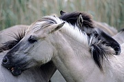 Konik - Hengste bei der gegenseitigen Fellpflege - (Waldtarpan - Rueckzuechtung), Equus ferus caballus - Equus ferus ferus, Heck Horse stallions pair grooming - (Tarpan - breeding back)